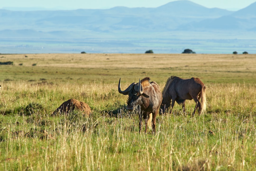 brown and black horses on green grass field during daytime