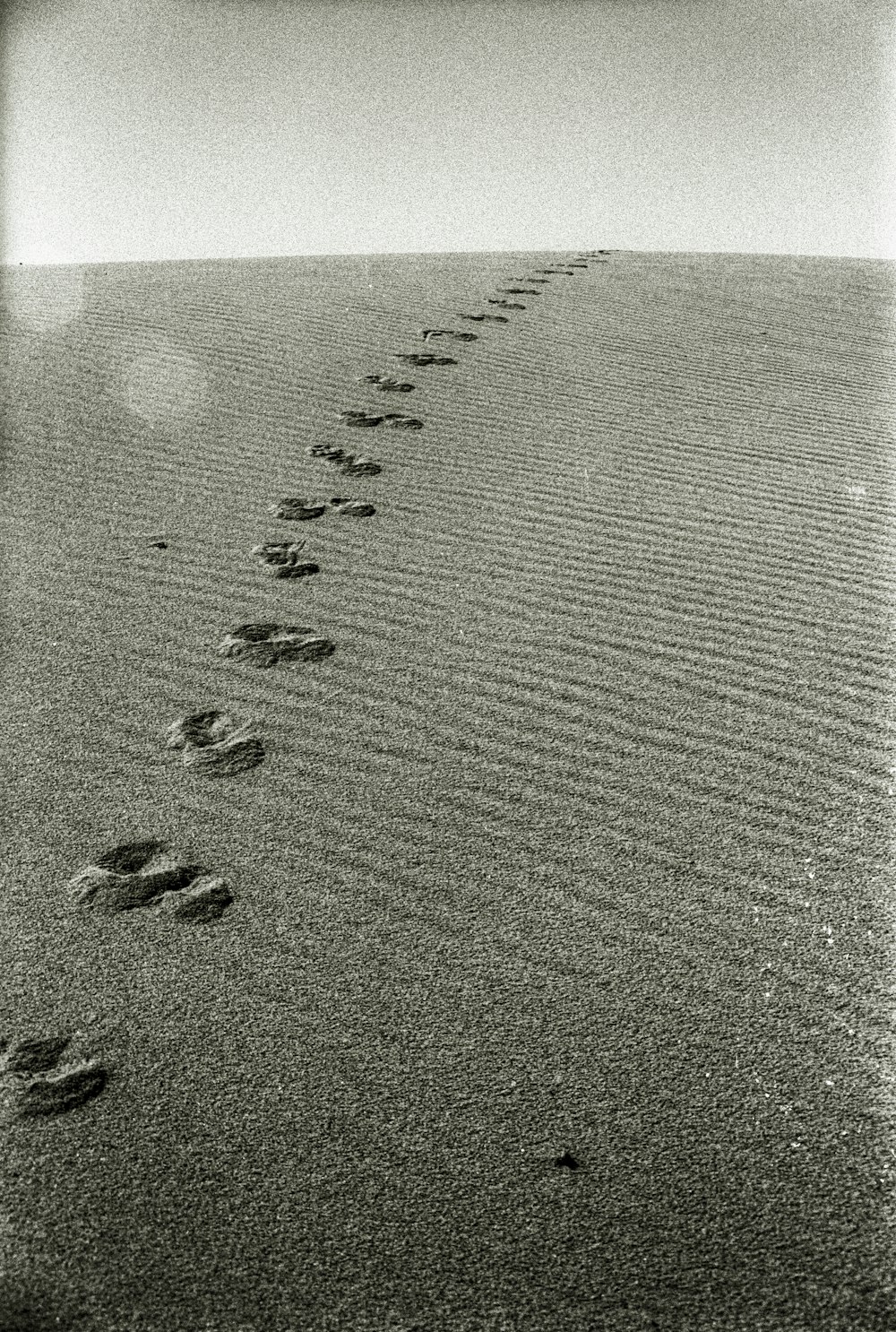 birds on sand during daytime