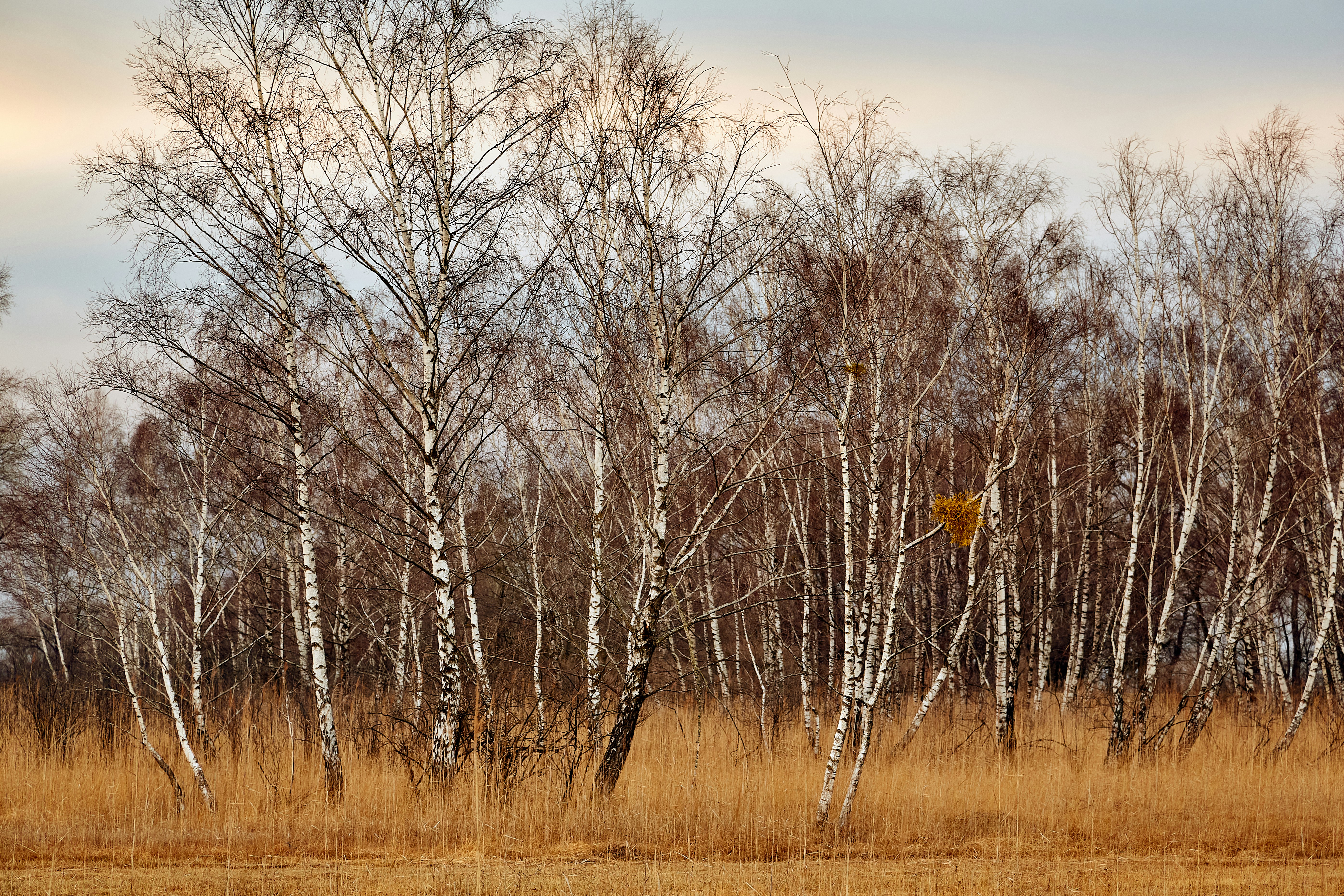 brown leafless tree on brown grass field during daytime mistletoe teams background