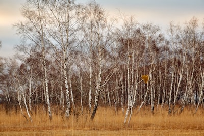 brown leafless tree on brown grass field during daytime mistletoe google meet background