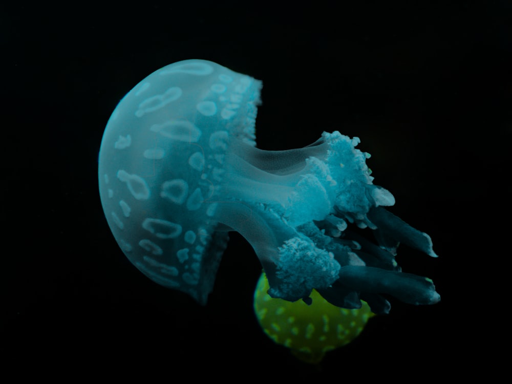 blue and yellow jellyfish illustration