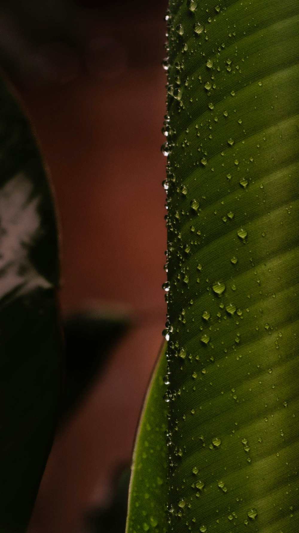 water droplets on green leaf