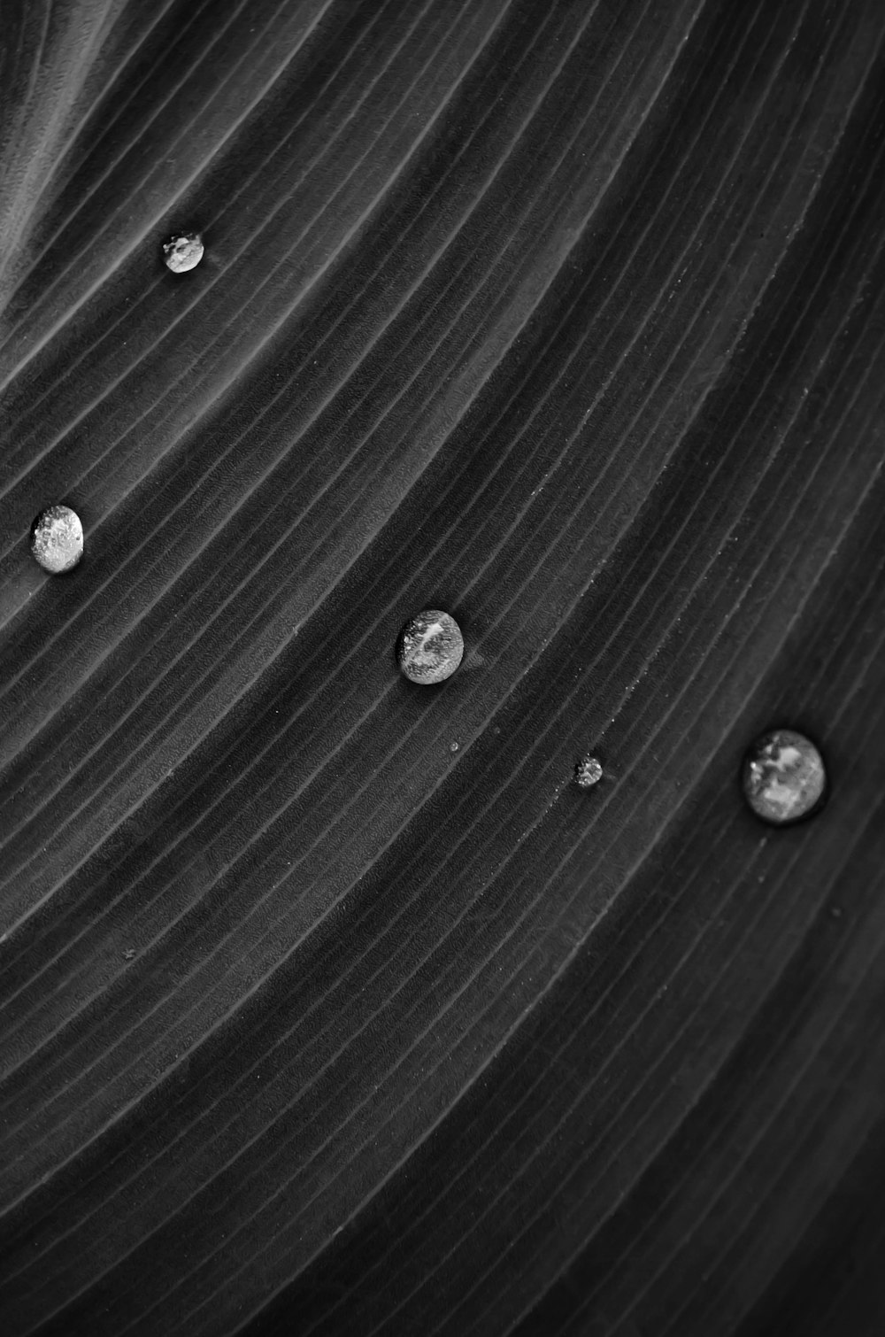 water droplets on black and white striped textile