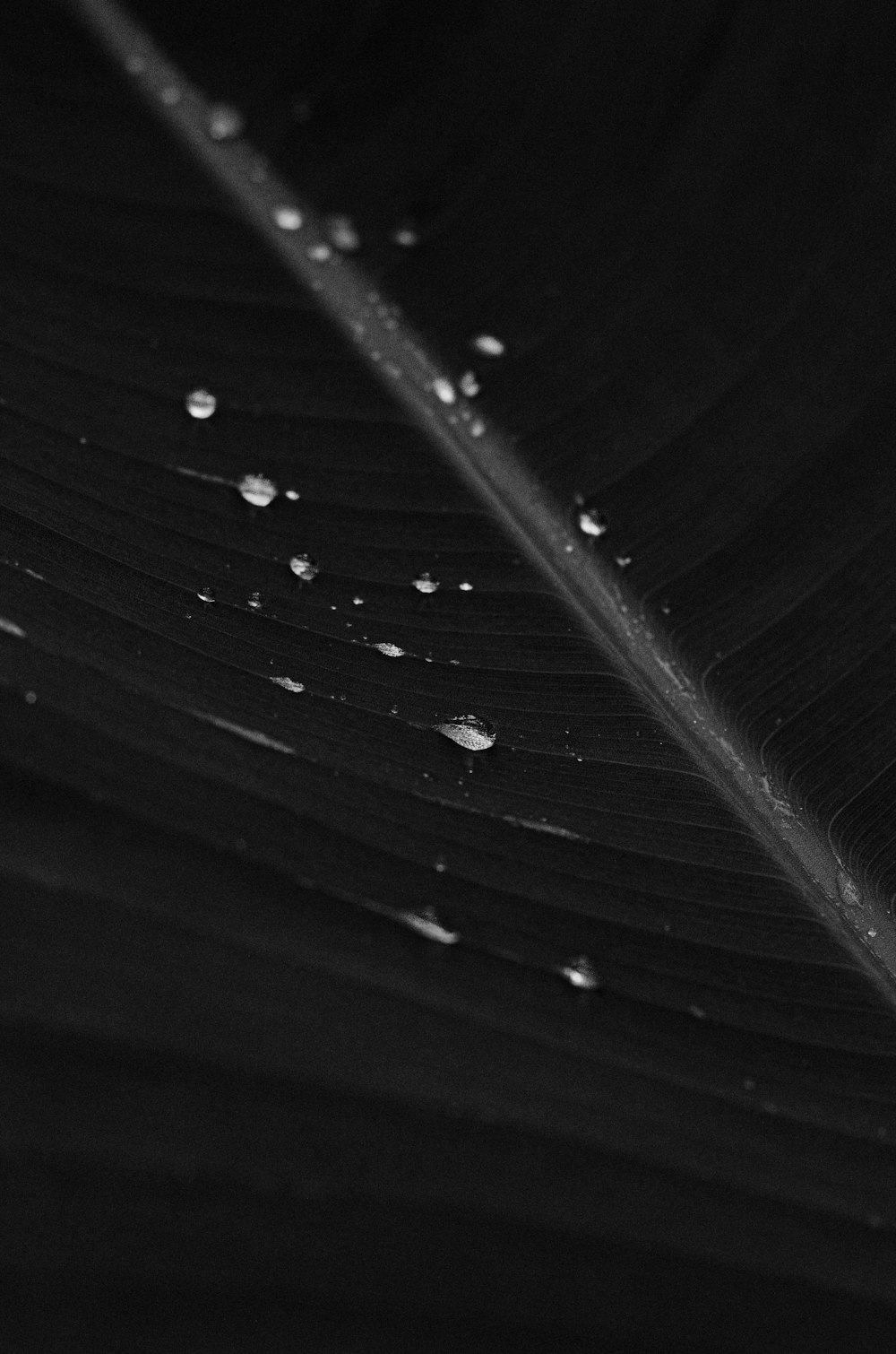 water droplets on leaf in grayscale photography