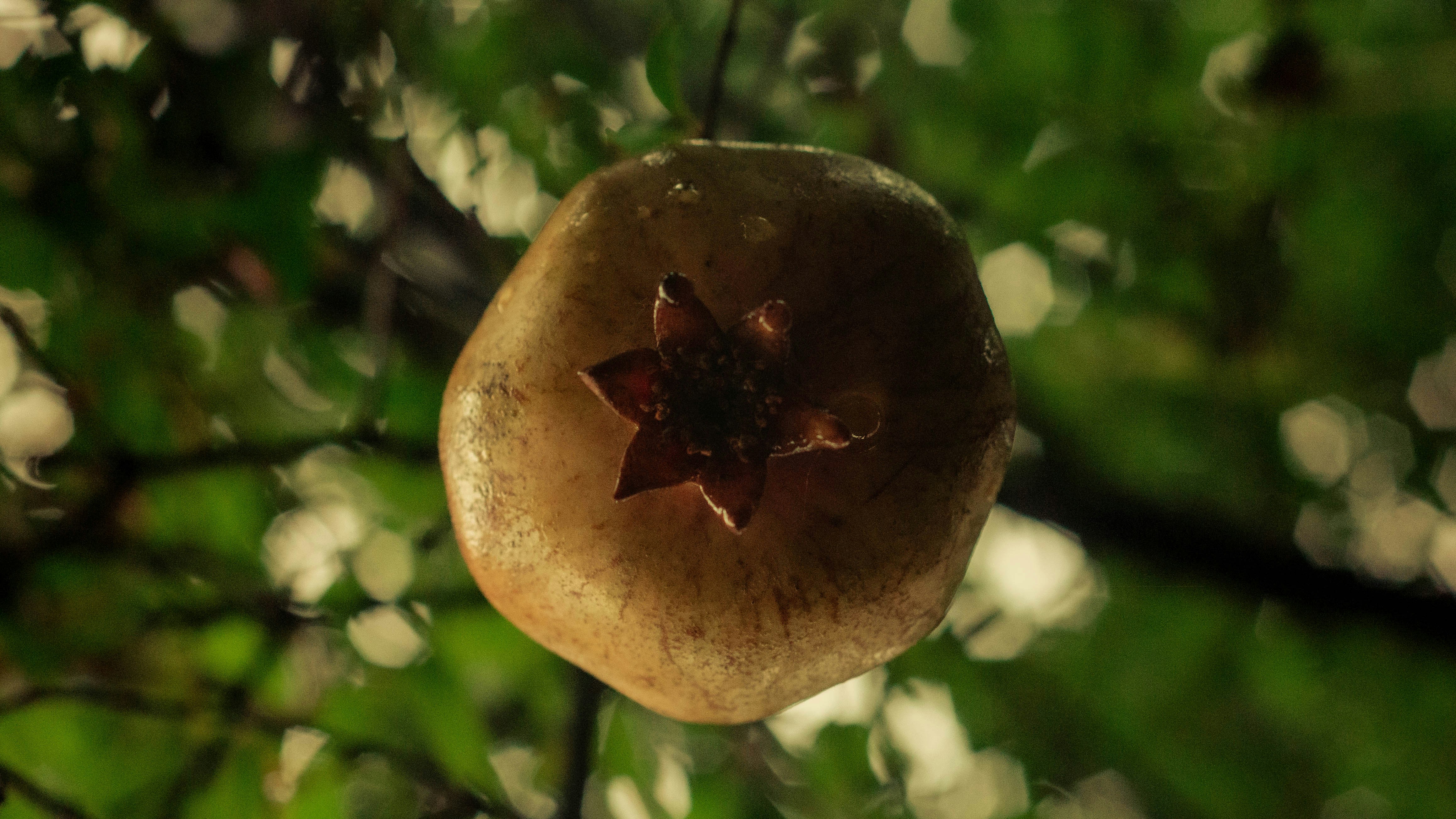 Choose from a curated selection of fruits photos. Always free on Unsplash.