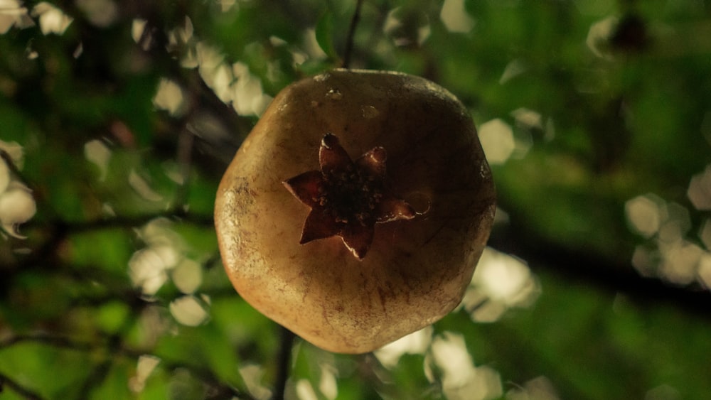 red and yellow round fruit