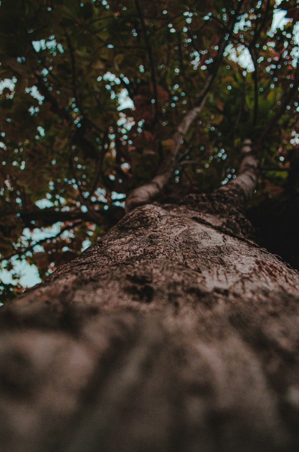 Photographie en contre-plongée d’un tronc d’arbre