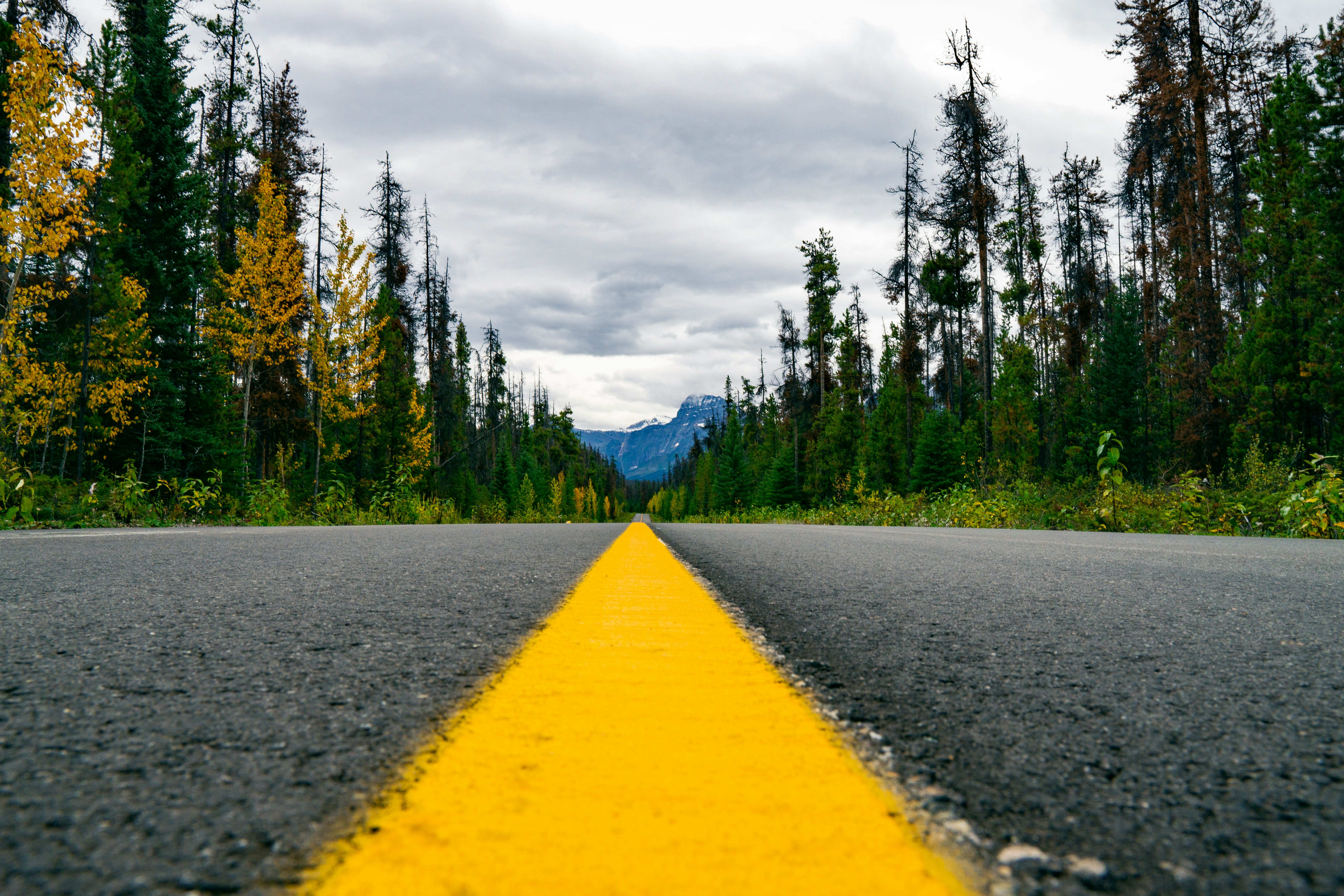 yellow line on gray asphalt road between green trees under gray cloudy sky during daytime