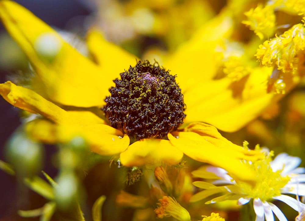 yellow flower in tilt shift lens