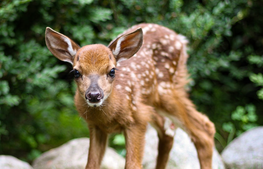 brown deer standing on gray rock during daytime