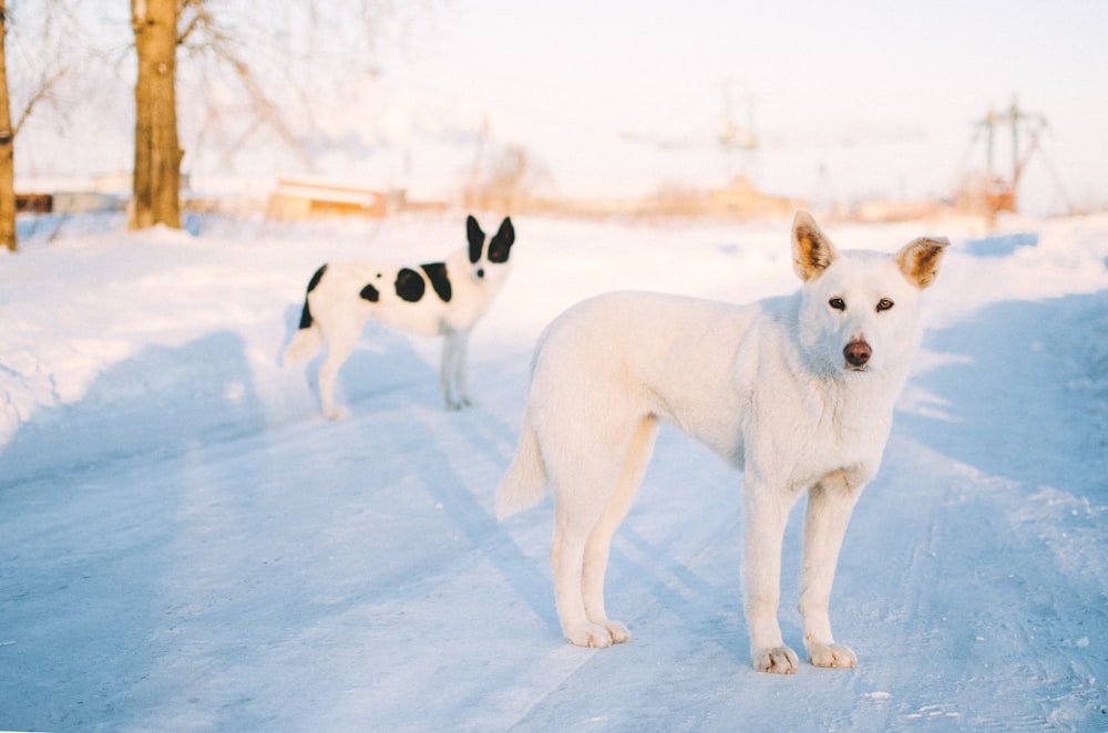 white short coat dog on snow covered ground during daytime