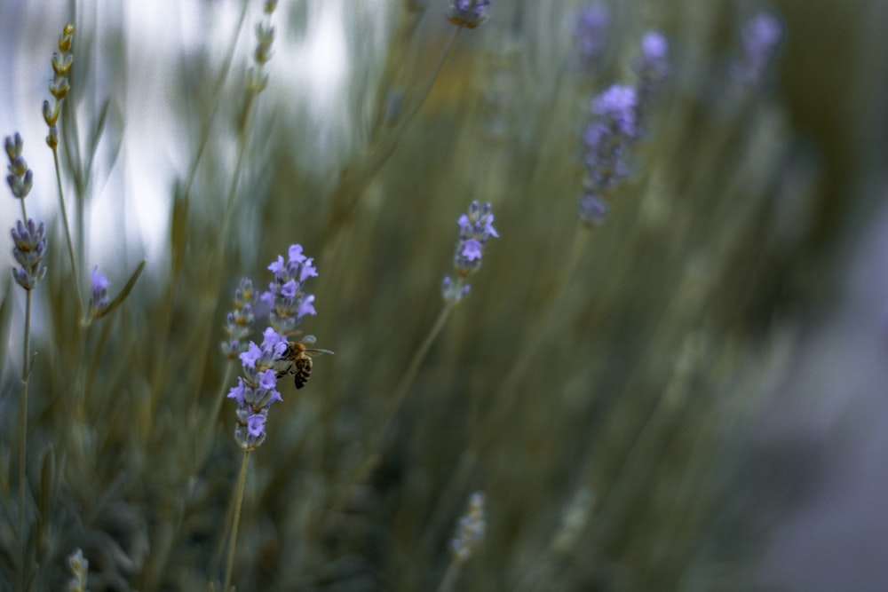 purple flower in tilt shift lens