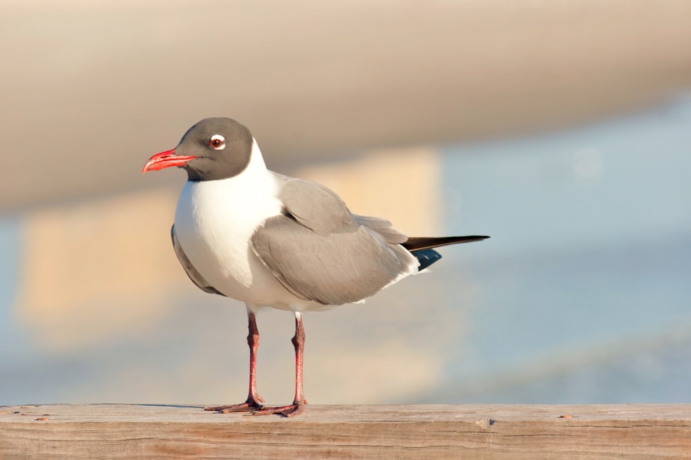 茶色の木の表面に白と黒の鳥