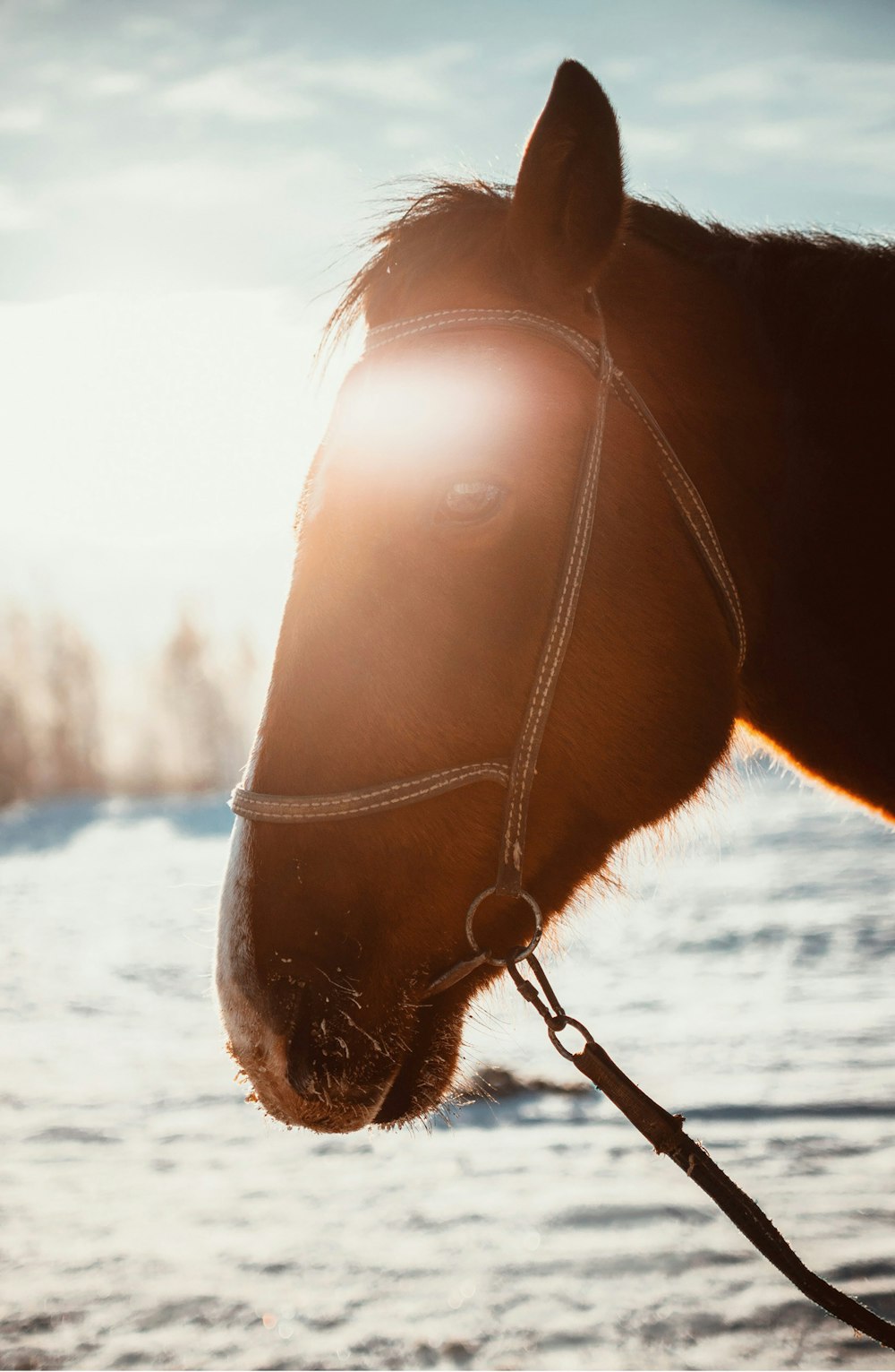 brown horse on white sand during daytime