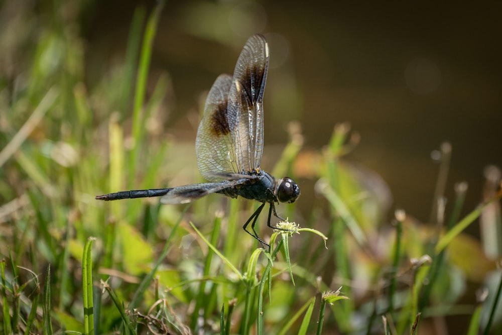 blue and brown dragonfly perched on green grass during daytime