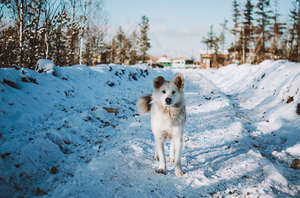 white and brown dog on snow covered ground during daytime