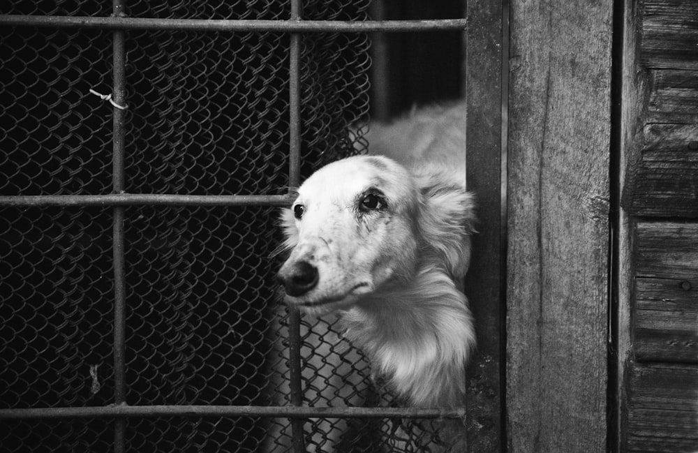 grayscale photo of a cow in cage