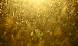 A warm, golden light bathing a family playing together in a sunlit field.