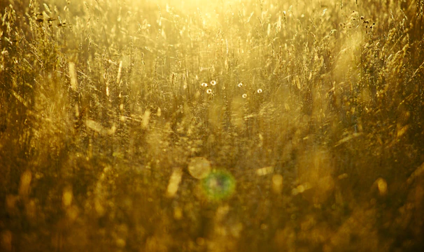A warm, golden light bathing a family playing together in a sunlit field.
