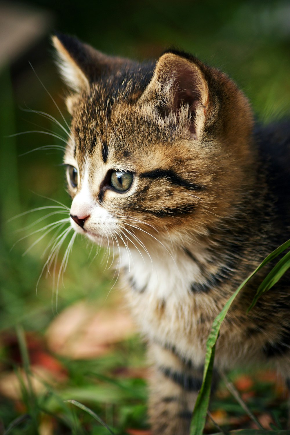 brown tabby cat on brown grass