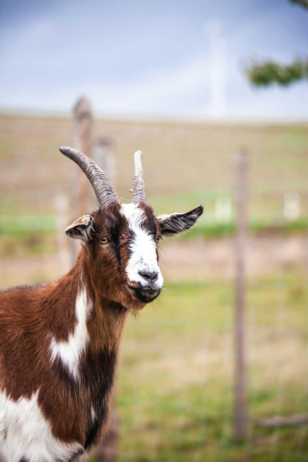 brown and white goat on green grass field during daytime