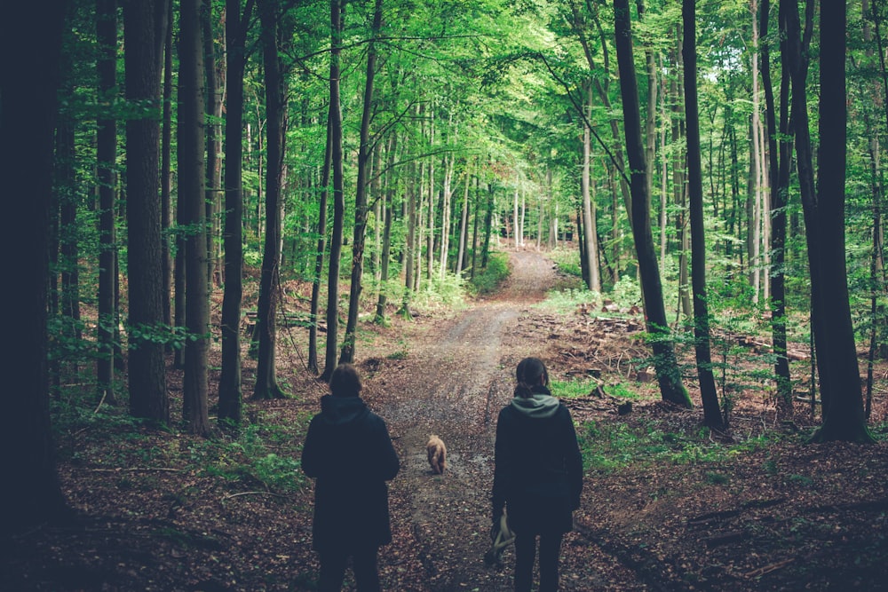 Menschen, die tagsüber im Wald spazieren gehen