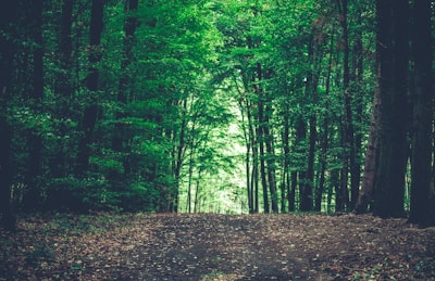 green trees on forest during daytime