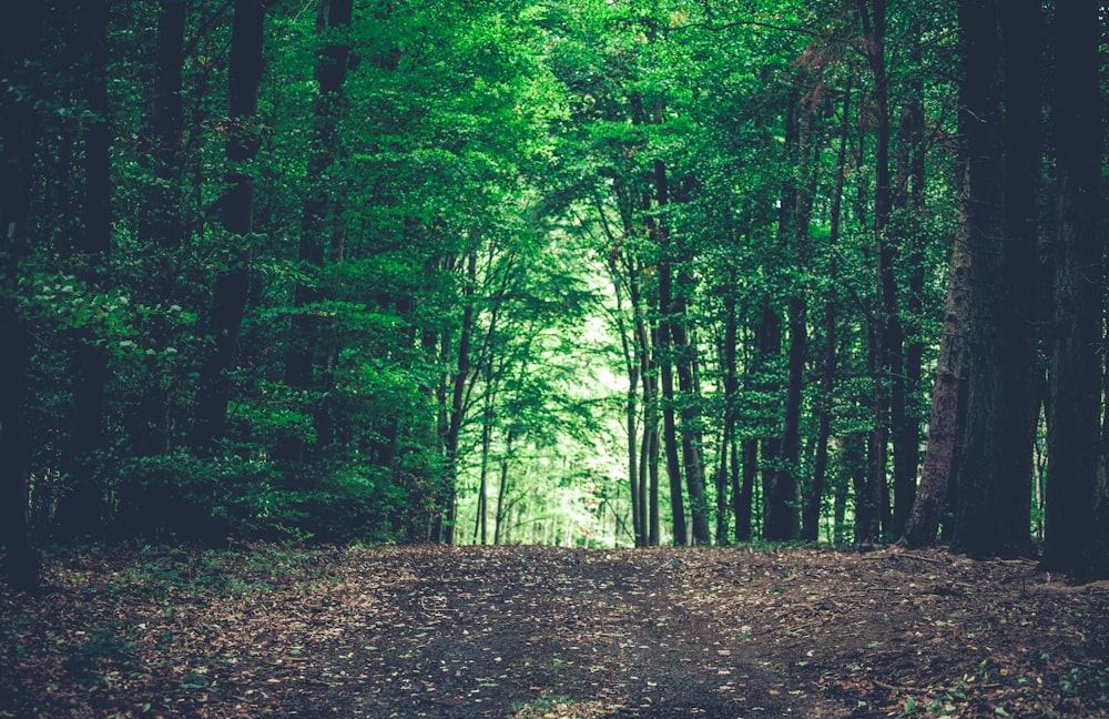 green trees on forest during daytime