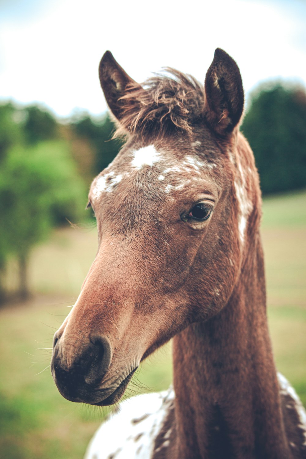 brown horse in close up photography