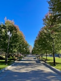 A scenic campus pathway lined with trees, inviting students to new opportunities.