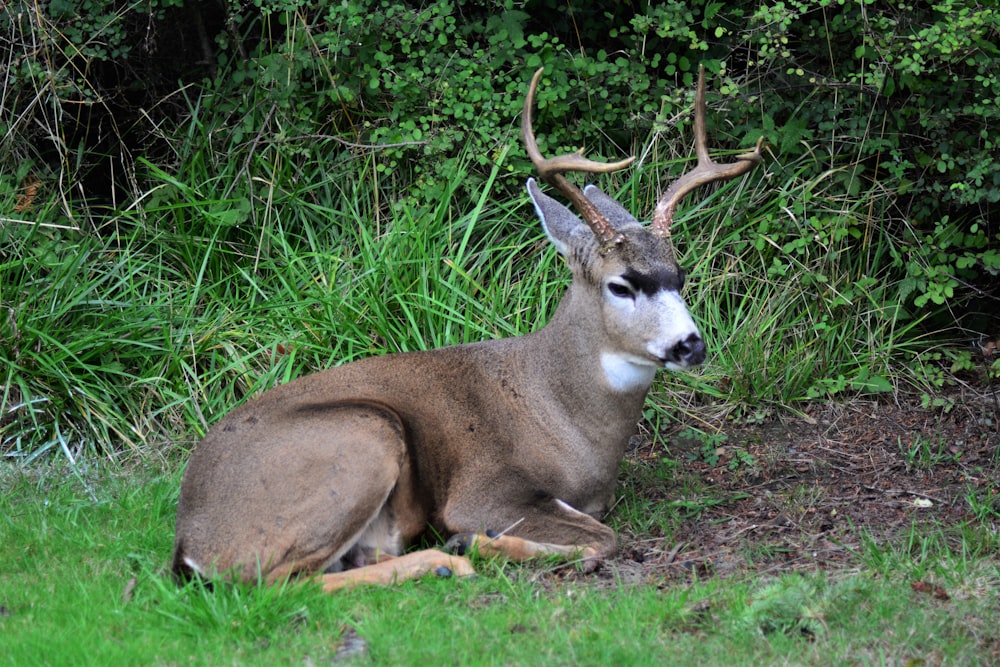 brown and white deer lying on ground