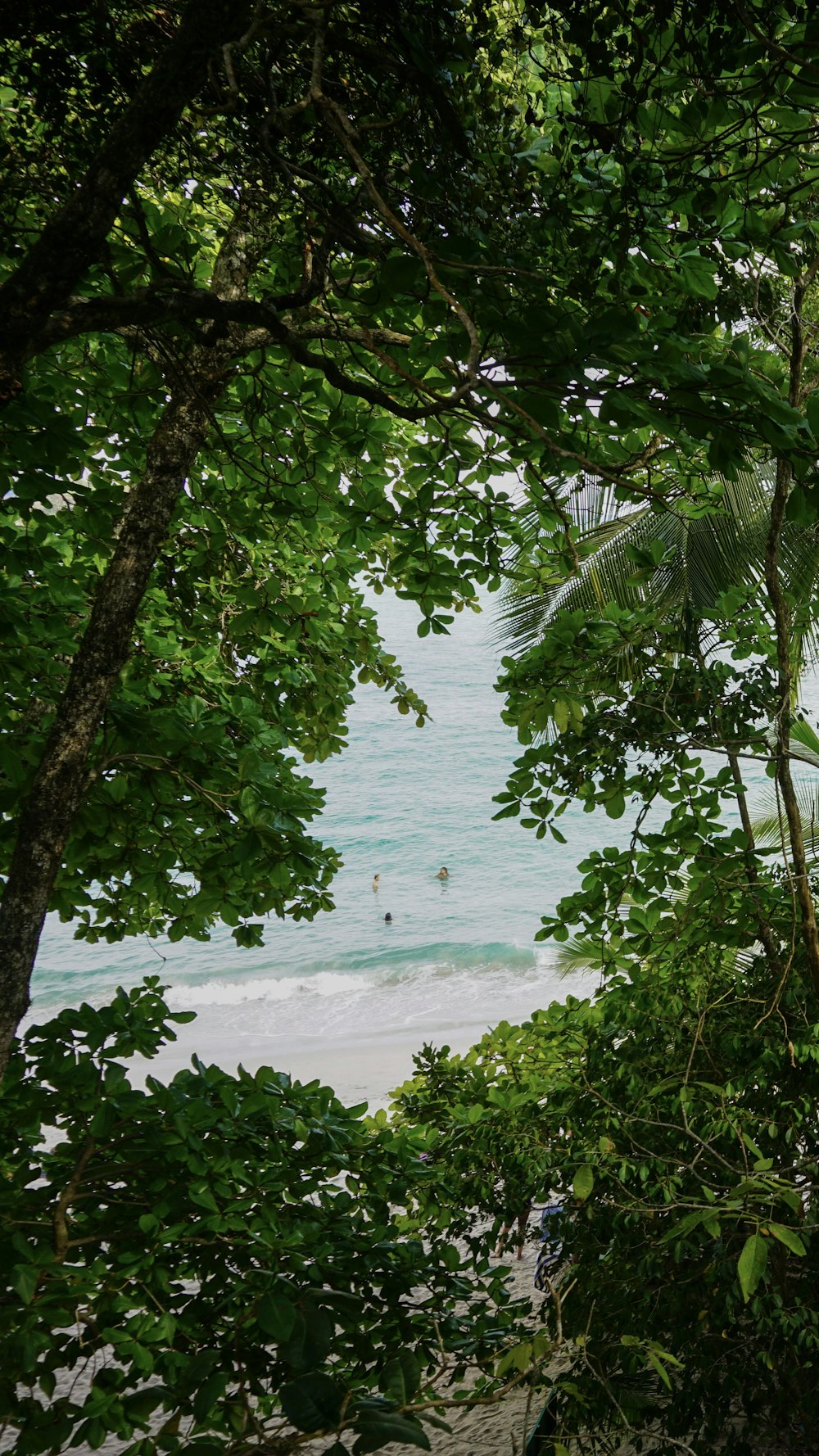 green tree near body of water during daytime