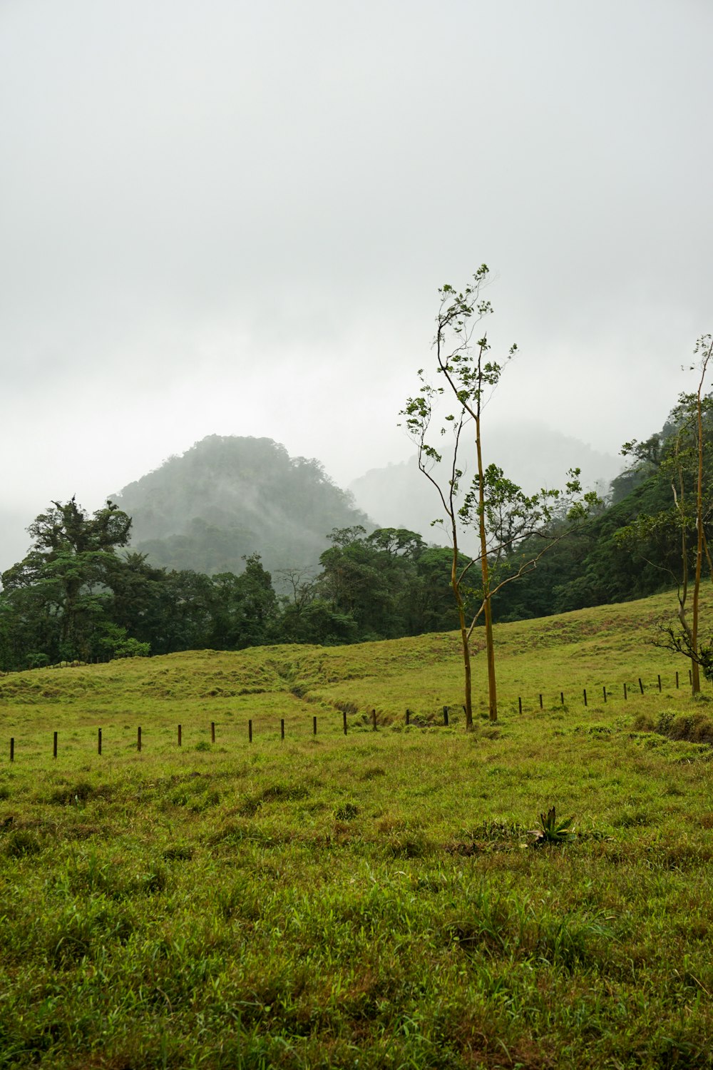 green grass field with green trees and mountain in distance