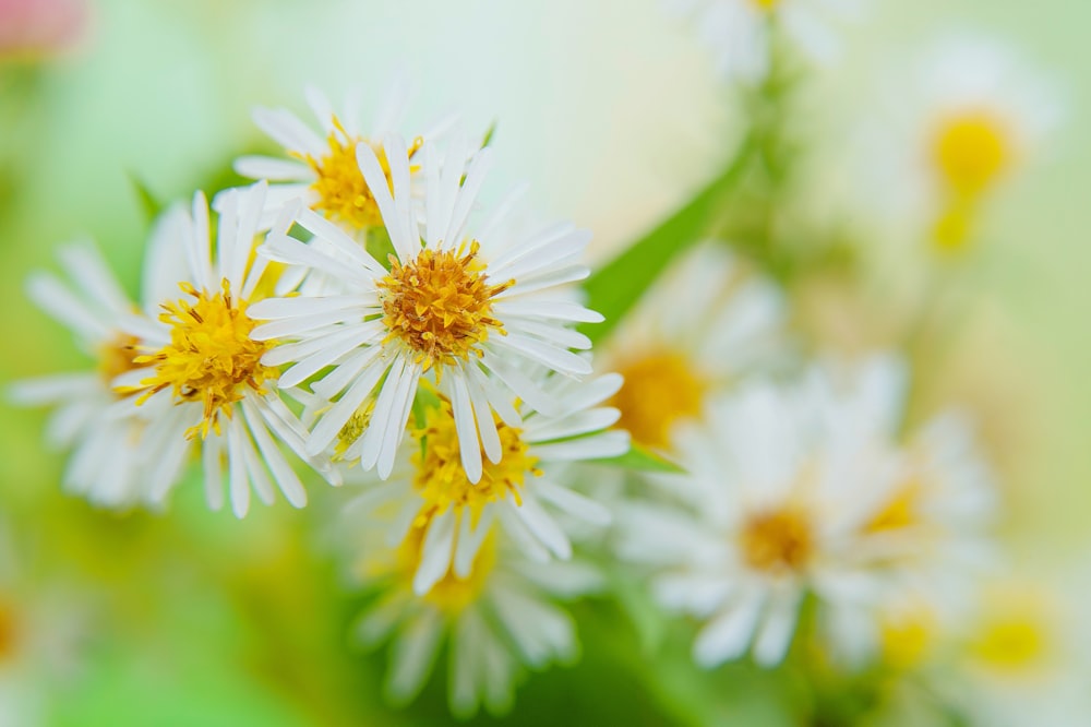 white and yellow flower in tilt shift lens