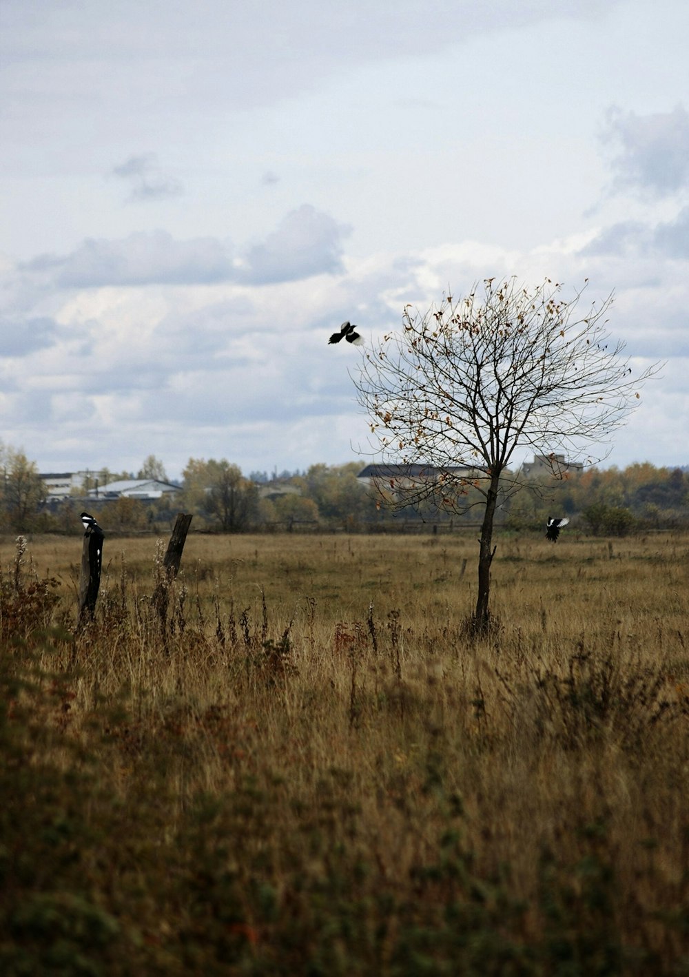 black bird on brown grass field during daytime