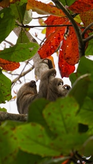 A sloth slowly climbing a tree made of golden $slothbucks tokens, symbolizing steady growth.