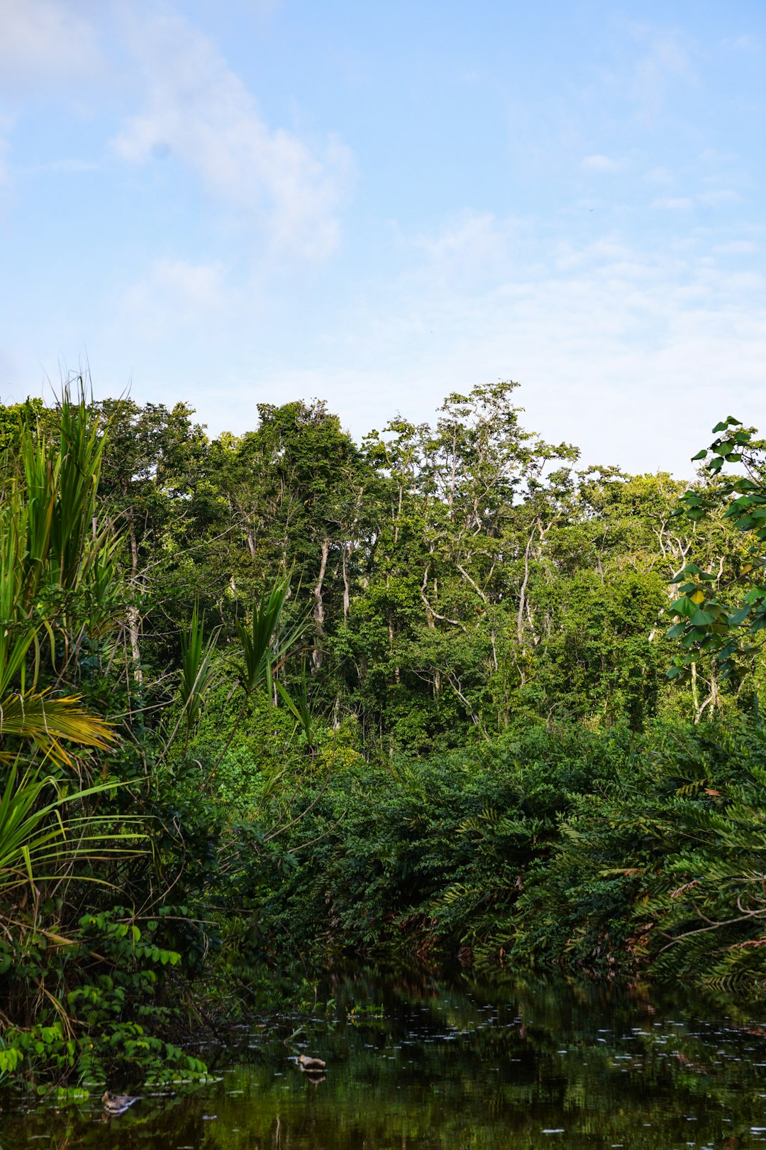 Jungle photo spot LimÃ³n Cahuita