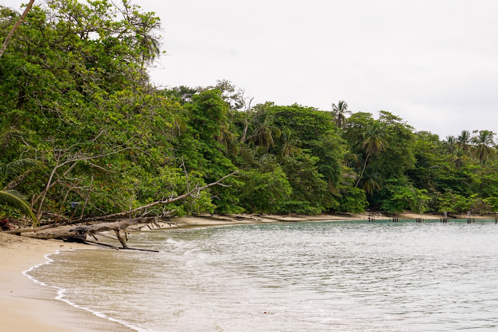 green trees near body of water during daytime