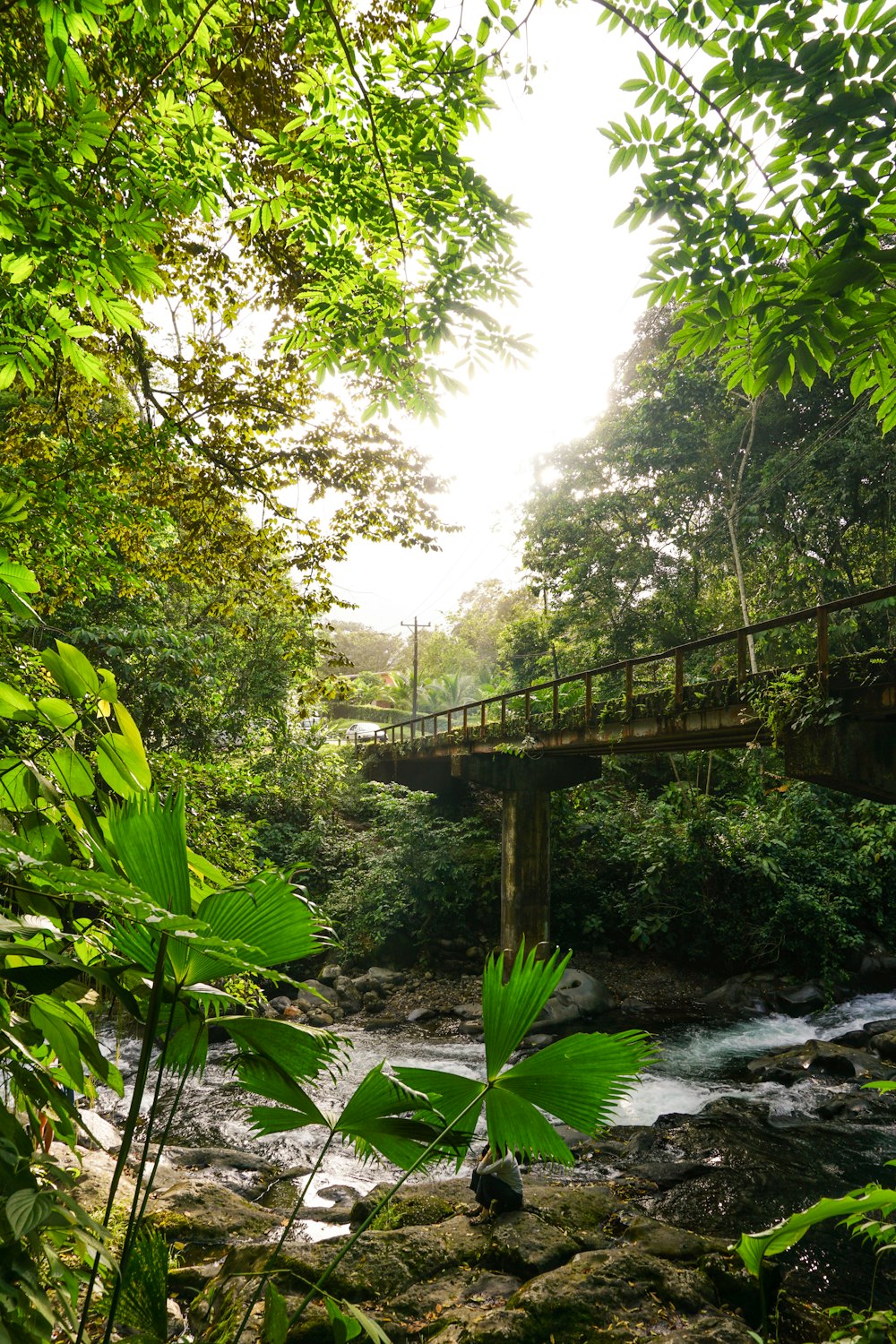 brown wooden bridge over river between green trees during daytime