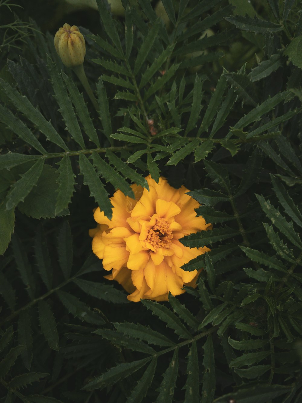 yellow flower on green leaves