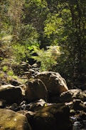 gray rocks near green trees during daytime