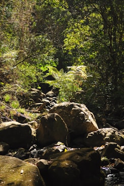 gray rocks near green trees during daytime