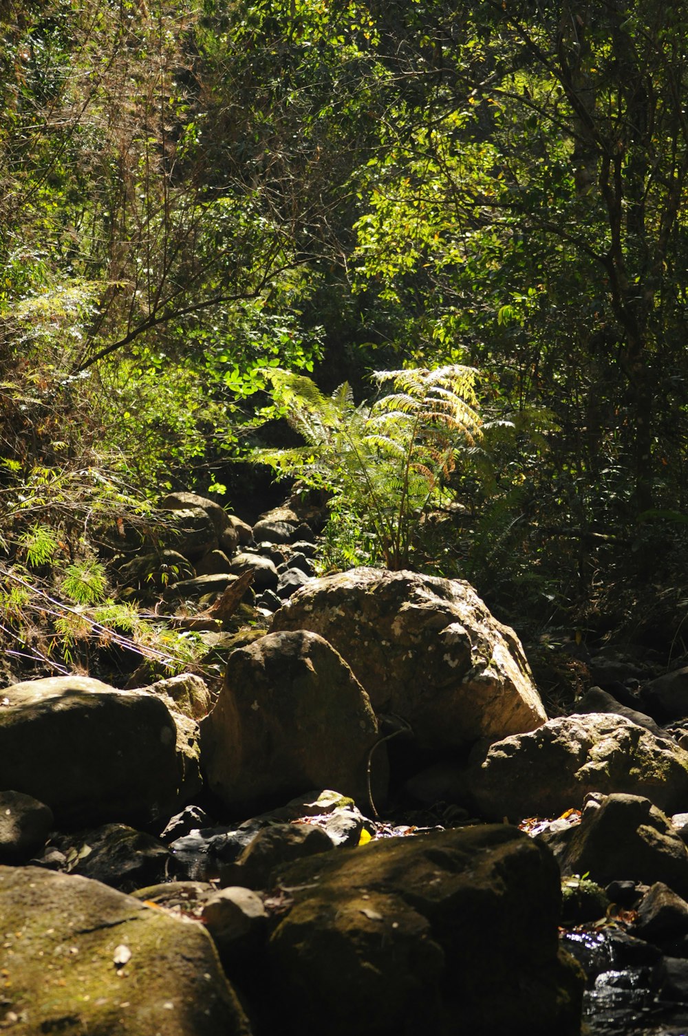 gray rocks near green trees during daytime