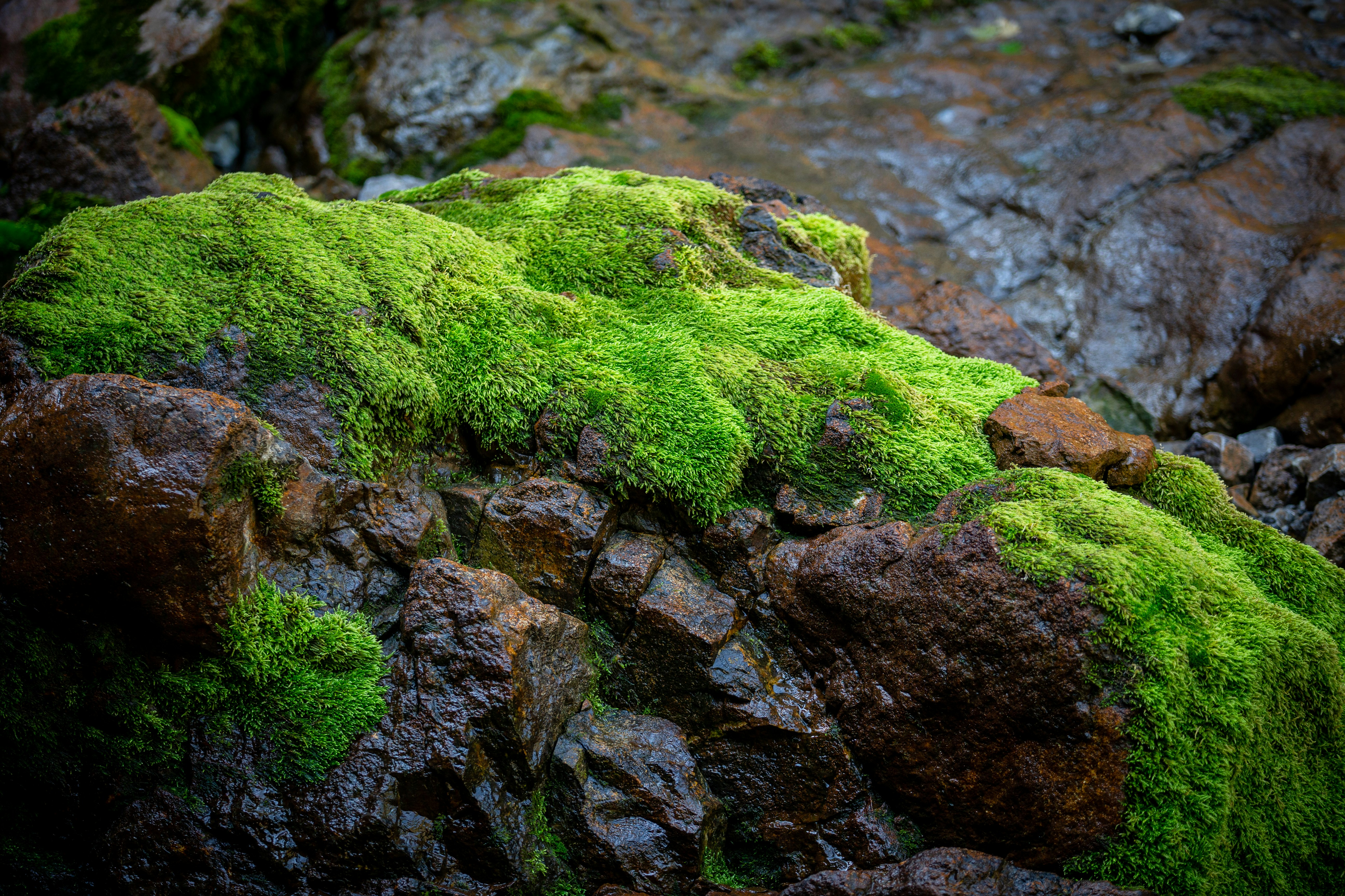 green moss on gray rock