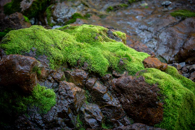 green moss on gray rock