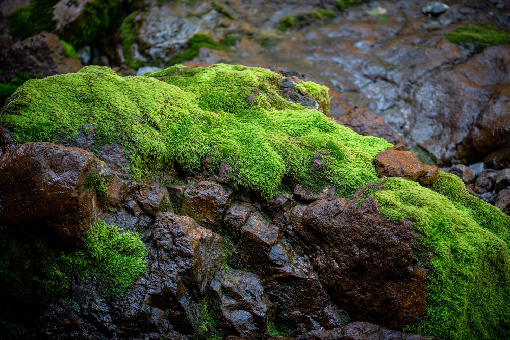 green moss on gray rock