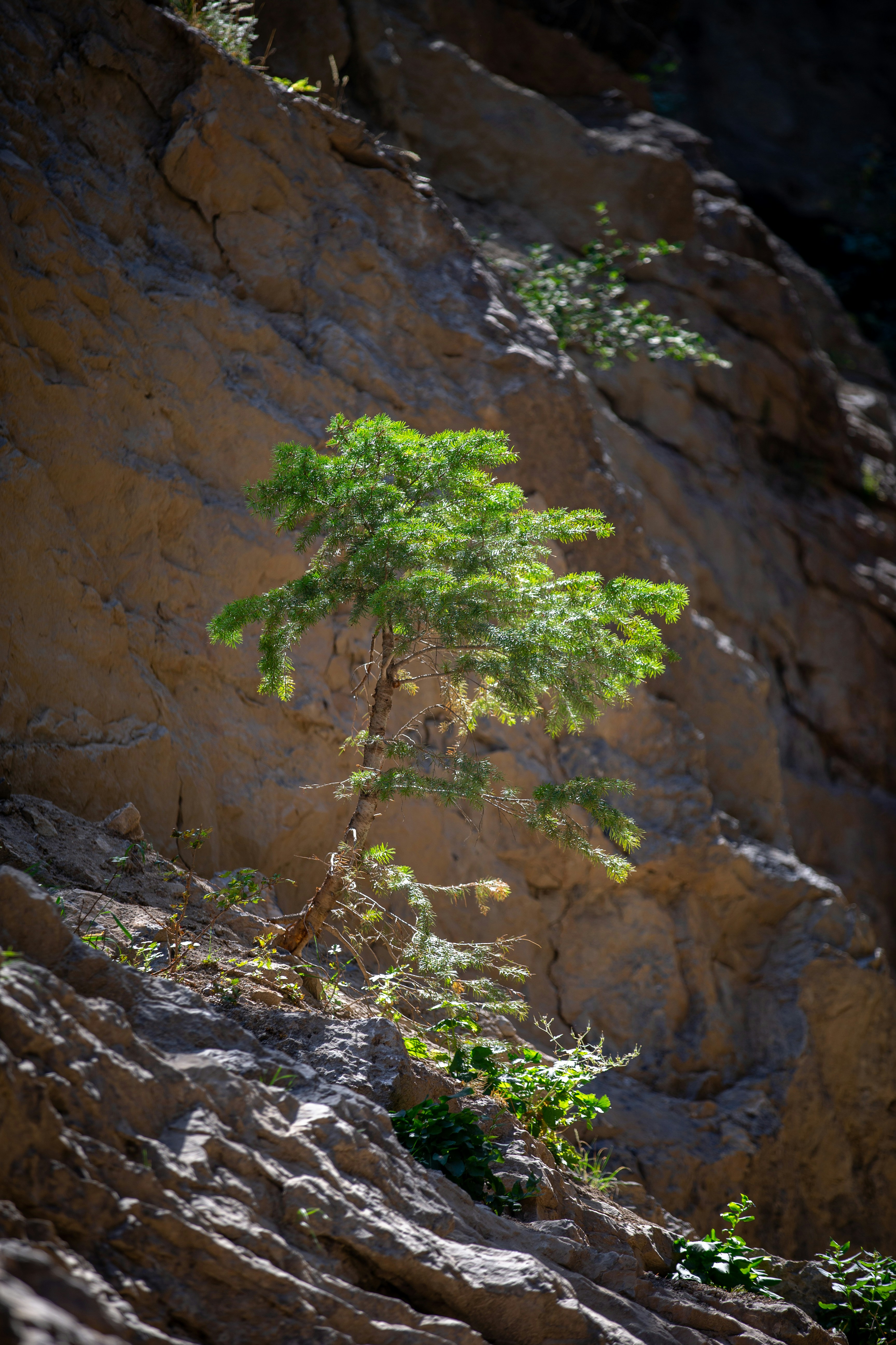 green tree on brown rocky mountain during daytime