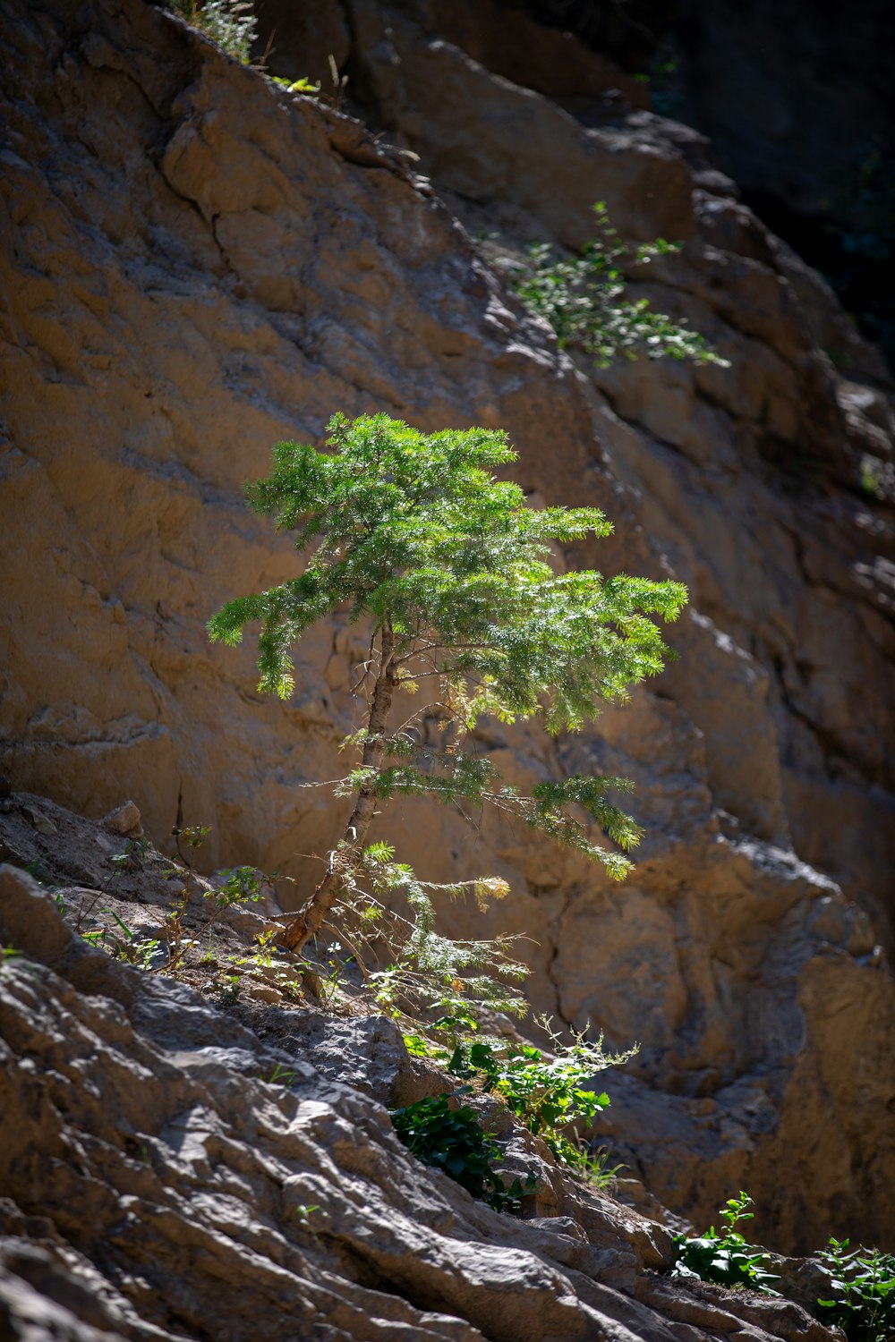 green tree on brown rocky mountain during daytime