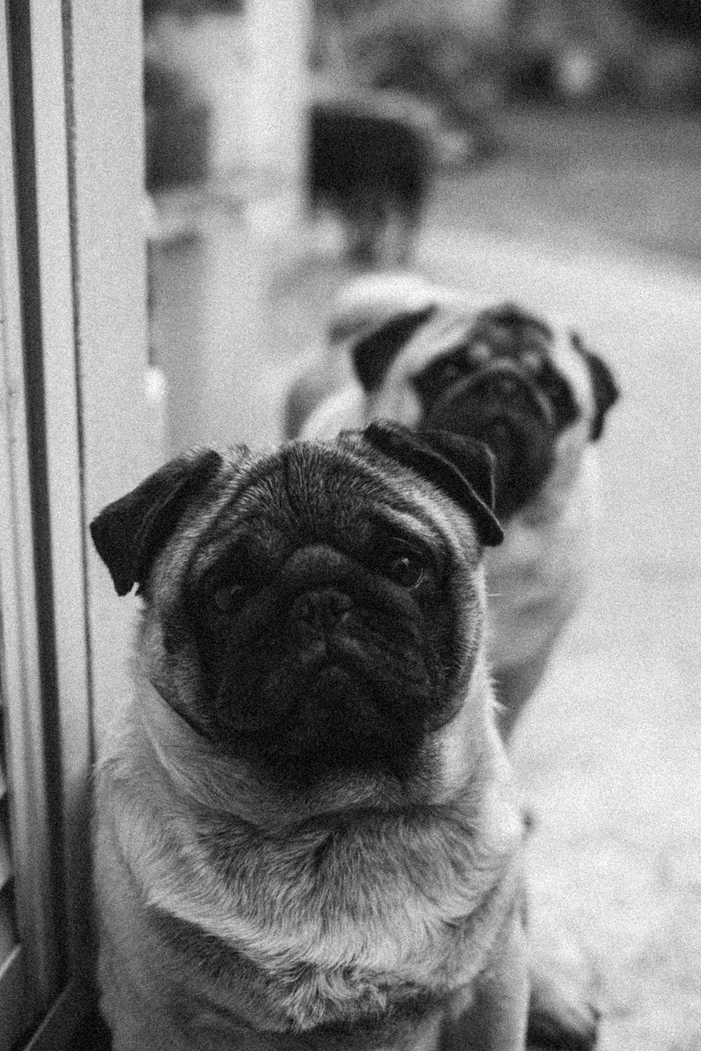 grayscale photo of pug on floor