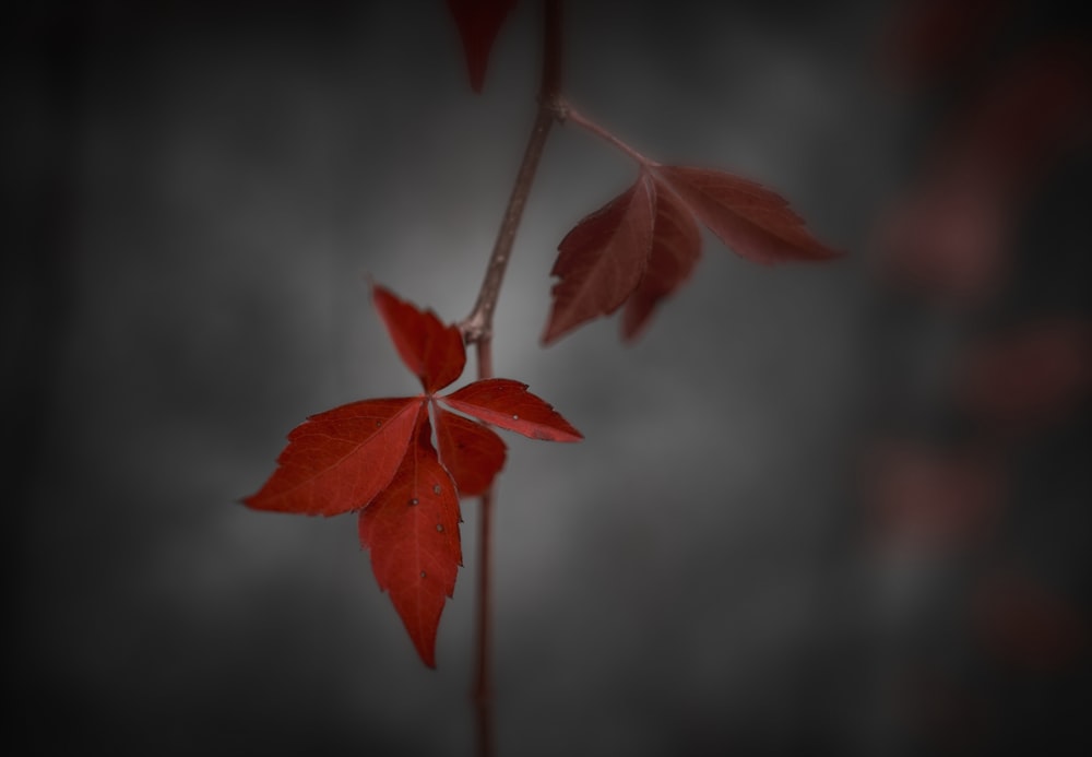 red leaves in tilt shift lens